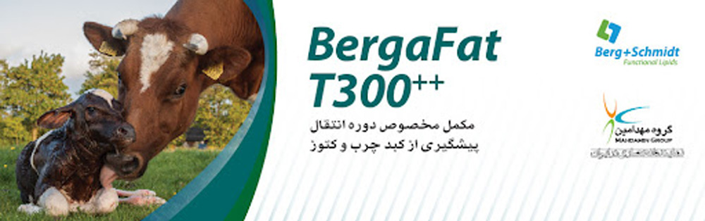 برگافت تی ++۳۰۰